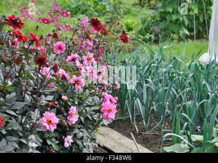 Dahlien-Blumen und Zwiebeln auf Zuteilung Stockfoto