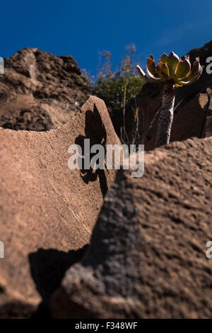 Basalt Felswand auf Klippen über Arguayo auf Teneriffa, mit Aeonium und andere einheimischen Pflanzen aus den Rissen in den Felsen wachsen. Stockfoto