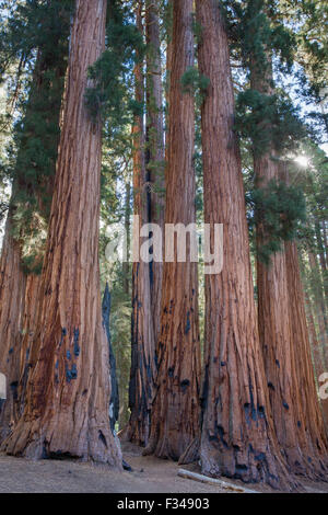 der Senat Gruppe von gigantischen Sequoia Bäumen auf dem Congress Trail im Sequoia Nationalpark, Kalifornien, USA Stockfoto