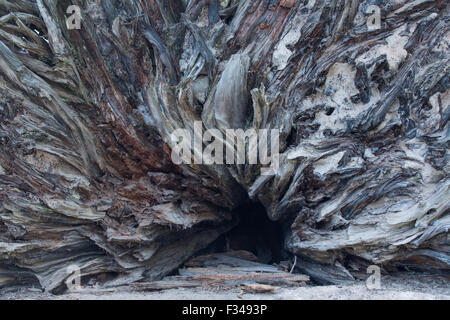 Baum Wurzeln, Crescent Wiese, Sequoia Nationalpark, Kalifornien, USA Stockfoto
