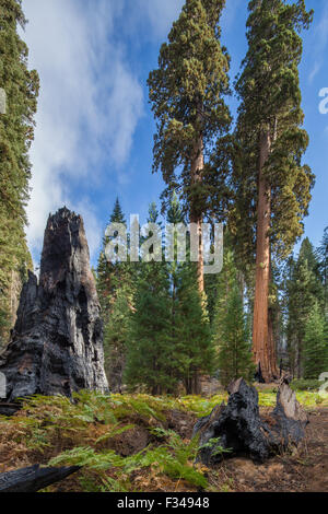 Leben und Tod verbrannte Kofferraum ein Mammutbaum getötet durch Wald Feuer Crescent Wiese Sequoia Nationalpark Kalifornien USA Stockfoto