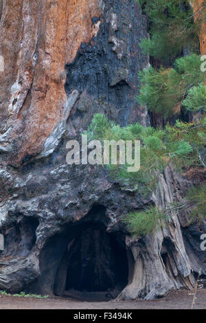 Chimney Tree, a giant sequoia, Crescent Meadow, Sequoia National Park, California, USA Stockfoto