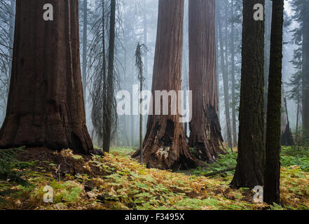 Nebel zwischen den gigantischen Sequoia Bäumen auf dem Bear Hill Trail, Sequoia Nationalpark, Kalifornien, USA Stockfoto