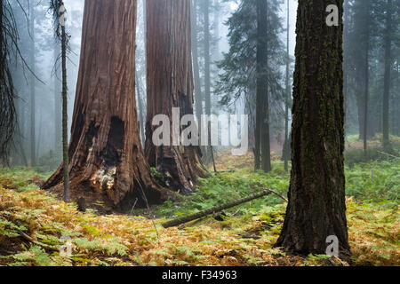 Nebel zwischen den gigantischen Sequoia Bäumen auf dem Bear Hill Trail, Sequoia Nationalpark, Kalifornien, USA Stockfoto