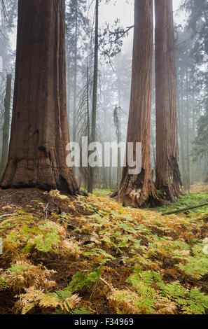 Nebel zwischen den gigantischen Sequoia Bäumen auf dem Bear Hill Trail, Sequoia Nationalpark, Kalifornien, USA Stockfoto