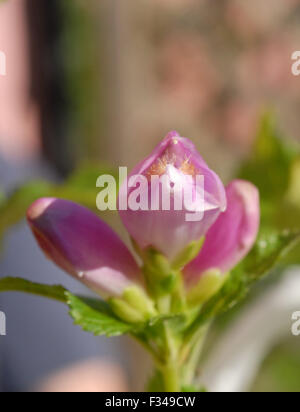 Chelone Obliqua, Schildkrötenkopf Blume Stockfoto