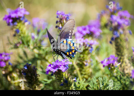 Pipevine Schwalbenschwanz Schmetterling genießen eine lila Blume Stockfoto