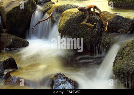 kleiner Wasserfall auf einen wilden Bergbach, Nahaufnahme Stockfoto