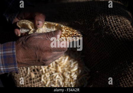 "Tomaicito", die arbeitet, um zu schützen und retten die ursprünglichen Sorten von mexikanischen Mais arbeitet in seinem Hof in "Tepetlixpa Seed Bank" Stockfoto