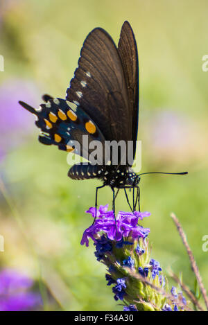 Nahaufnahme von einem Pipevine Schwalbenschwanz genießen eine lila Blume Stockfoto