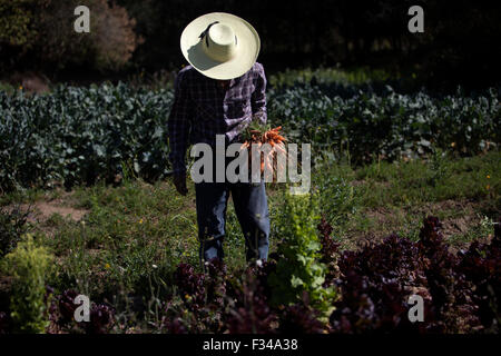 "Tomaicito", die arbeitet, um zu schützen und retten die ursprünglichen Sorten von seinem Nation┬┤s Mais sammelt Gemüse in seinem Garten in "Tepetlixpa Seed Bank" Stockfoto