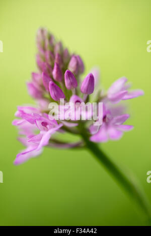 ein Anacamptis Pyramidalis, Pyramiden-Orchidee in den Wäldern bei Milborne Wick, Somerset, England, UK Stockfoto