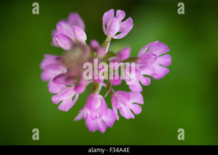 ein Anacamptis Pyramidalis, Pyramiden-Orchidee in den Wäldern bei Milborne Wick, Somerset, England, UK Stockfoto