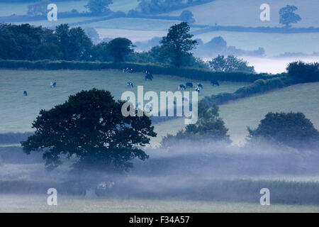 ein nebliger Morgen in der Nähe von Milborne Wick, Somerset, England, UK Stockfoto