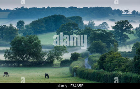 ein nebliger Morgen in der Nähe von Milborne Wick, Somerset, England, UK Stockfoto