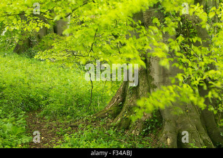 Buche in Wäldern im späten Frühjahr, Milborne Wick, Somerset, England, UK Stockfoto