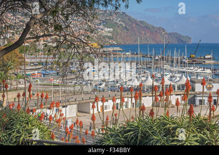Blick über Funchal, Marina und den Hafen mit Aloe-Pflanzen im Vordergrund Madeira Stockfoto