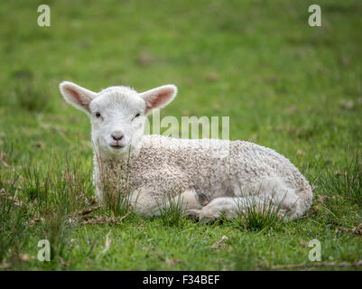 Niedliche Lämmchen ruht auf dem Rasen Stockfoto