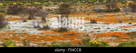 Ein Fluss von orangefarbenen und weißen Wildblumen am Wallekraal zwischen Garies und Hondeklipbaai in der nördlichen Kap Namaqualand der Sout Stockfoto