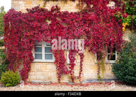 Parthenocissus Quinquefolia. Wildem Wein / amerikanischen Efeu bedeckt ein Haus in den Cotswolds, Gloucestershire, UK Stockfoto