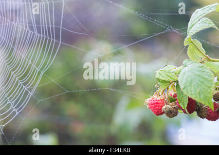 Himbeeren auf den Busch und ein Nebel bedeckt Spinnen Web in einem englischen Garten im Herbst Stockfoto