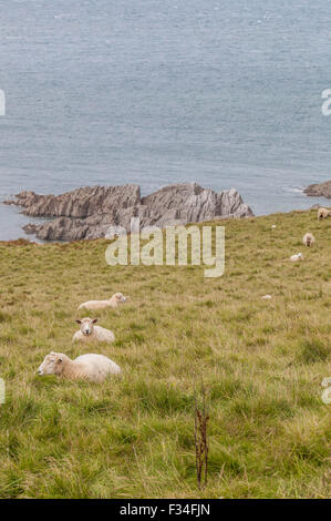 Bull-Punkt, Devon, Südwestengland, England, UK Stockfoto