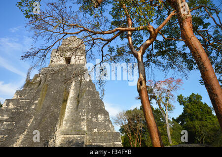 Tempel I von der archäologischen Stätte von Tikal in Guatemala Stockfoto