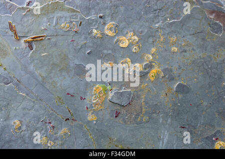 Ammoniten Fossilien, die in den Felsen am Strand von sandsend - in der Nähe von Whitby, North Yorkshire, England gefunden. Stockfoto