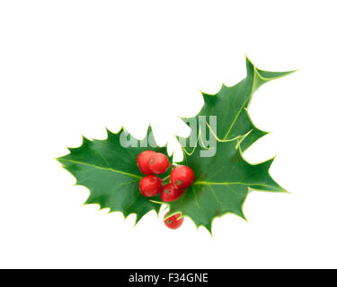Holly Sprig auf weiß Stockfoto