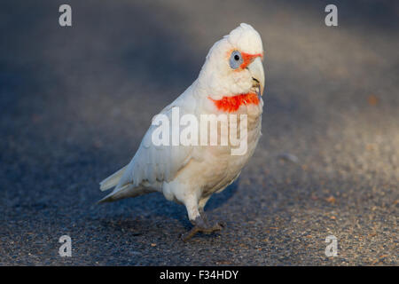 Lange fakturierte Corella (Cacatua Tenuirostris) zu Fuß auf den Boden, Perth, Western Australia Stockfoto