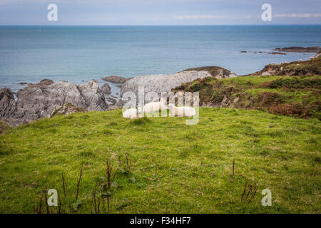 Bull-Punkt, Devon, Südwestengland, England, UK Stockfoto