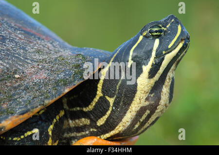 Nahaufnahme des Kopfes von Florida Red-bellied Cooter, AKA Florida redbelly Schildkröte (Pseudemys nelsoni) am Green Cay Feuchtgebiete, Delray Beach, Florida Stockfoto