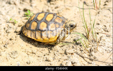 Young-Gopher-Schildkröte (Gopherus Polyphemus), Merritt Island National Wildlife Reserve, Florida, USA Stockfoto