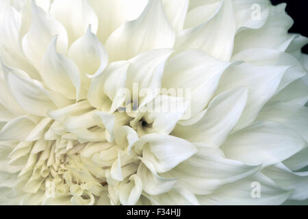 Konzentrierte sich sanft Nahaufnahme Makroaufnahme Bestandteil eine weiße Dahlie, blickte die Blüte.  Basierend auf einem Originalfoto Stockfoto
