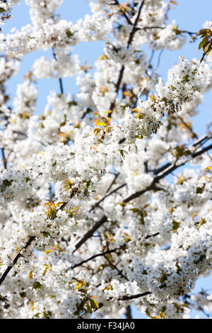 Kirschblüten in voller Blüte auf Zweige im Frühling im hellen Sonnenlicht mit klarem, blauem Himmel Hintergrund. Stockfoto