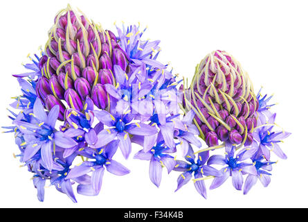 Scilla Peruviana Blume isoliert auf weißem Hintergrund Stockfoto