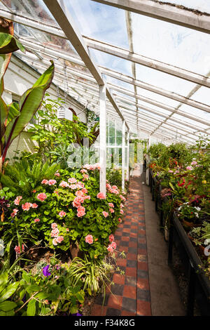 Gewächshaus, Teil der Küche Garten an Walmer Castle in Kent, England. Blick entlang Pfad zwischen den vorderen und hinteren Reihen von Blumen und Pflanzen. Stockfoto