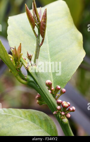 Nahaufnahme von Citrus Blütenknospen und jungen Blätter Stockfoto