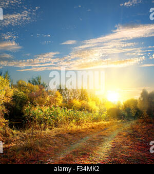 Landstraße in den bunten Herbstwald Stockfoto