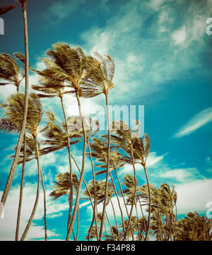 Retro Stil Foto von Vintage Palmen im Wind In Hawaii Stockfoto