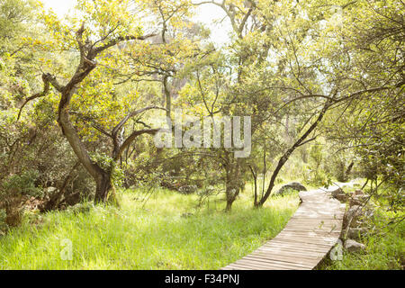 Hölzerne Trail über Landschaft Stockfoto