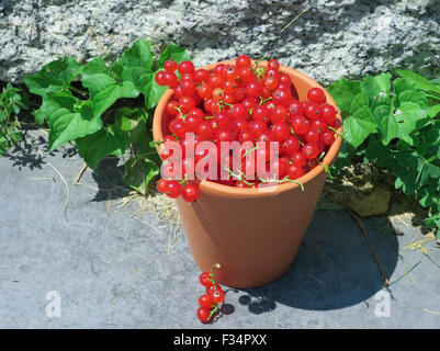 Rote Johannisbeere Beeren, Ribes Rubrum. Stockfoto
