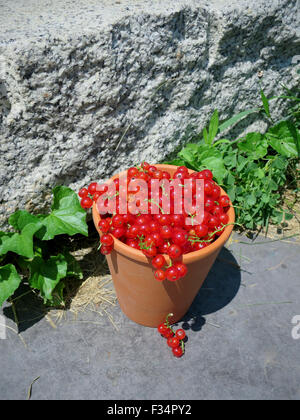 Beeren reif rote Johannisbeere, Ribes Rubrum. Stockfoto
