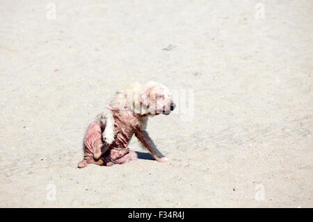 Ein Hund, sich zu kratzen, weil er einen schweren Fall von Räude Krankheit und Sonnenbrand hat. Stockfoto