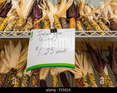 Indischen farbigen Maiskolben auf dem Display im Bauernmarkt. Stockfoto