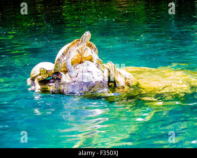 Schildkröten Sonnen auf Barton Creek, einem Nebenfluss der Lady Bird Lake (ehemals Town Lake) - Austin, Texas Stockfoto