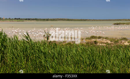 Phoenicopterus, Naturschutzgebiet Vendicari. Sizilien. Stockfoto