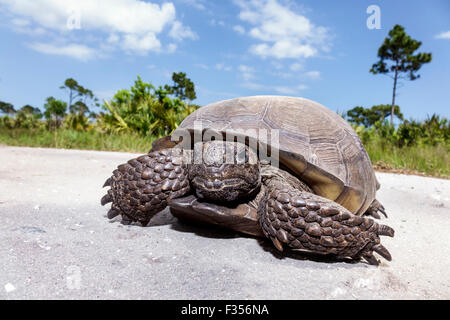 Florida Port Saint St. Lucie, Savannen Preserve State Park, Gopher-Schildkröte, Gopherus polyphemus, FL150416034 Stockfoto