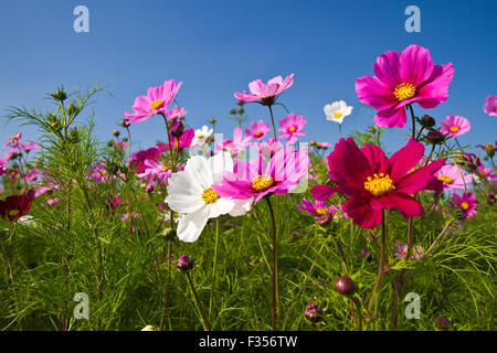 wunderschöne Gruppenfeld von Blüte Blumen Cosmos Bipinnatus gegen klar blauen Himmel Stockfoto