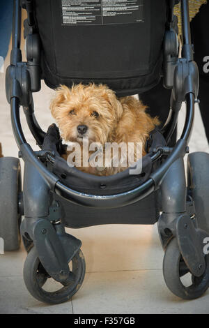 Eine Norfolk Terrier schmiegt sich in ein Baby Kinderwagen Kinderwagen Stockfoto